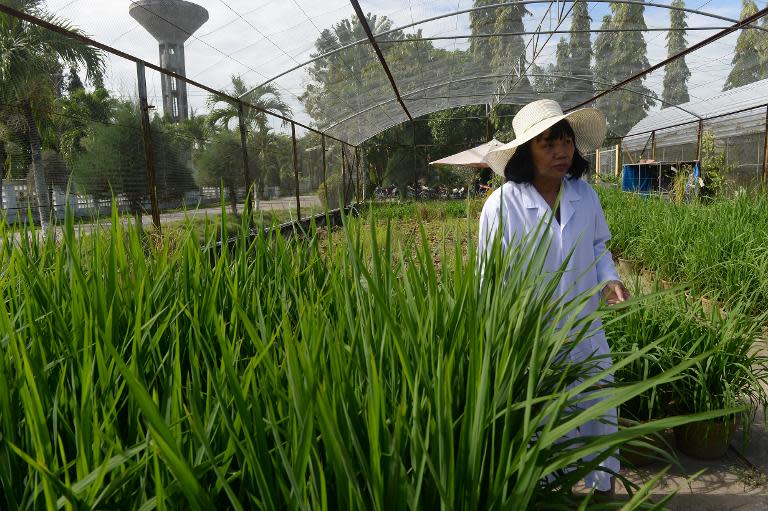 Nguyen Thi Lang walks among new rice varieties she is developing at the Vietnam Rice Research Institute in the southern Mekong delta province of Can Tho