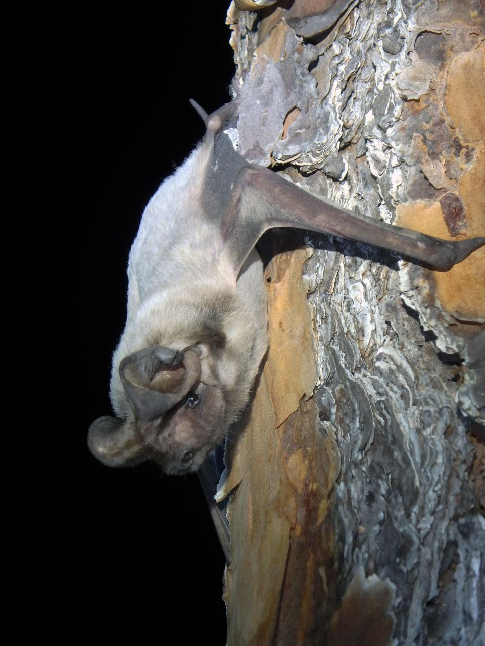 Florida bonneted bat.