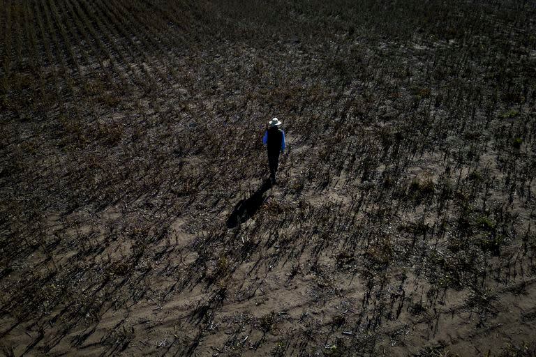 Una sequía histórica afectó la producción agrícola de soja en Pergamino, Provincia de Buenos Aires, 3 de abril