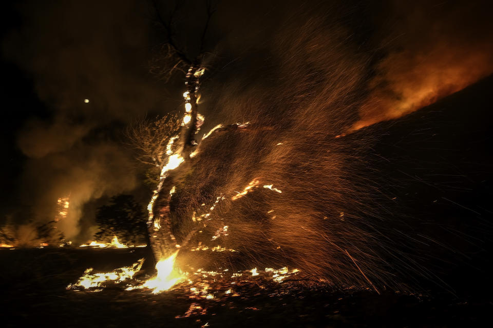 Wind whips embers from a burning tree during a wildfire Tuesday, Sept. 6, 2022, near Hemet, Calif. (AP Photo/Ringo H.W. Chiu)