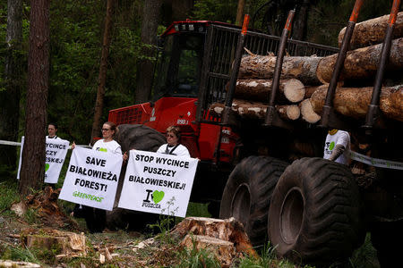 Environmental activists chain themselves to a logging machine during an action in the defence of one of the last primeval forests in Europe, Bialowieza forest, Poland May 24, 2017. Banners read "Stop Logging Bialowieza Forest" and "Save Bialowieza Forest". REUTERS/Kacper Pempel