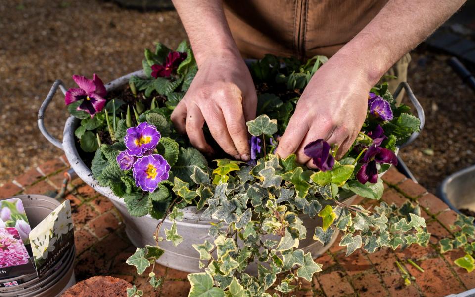 'The trend of buying potted bulbs in February and March has become increasingly popular' - Andrew Crowley