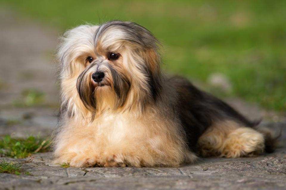 Outdoor portrait photo of havenese dog at golden hour