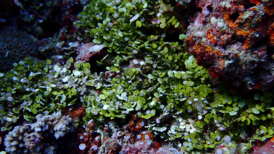 The UP Marine Science Institute found vibrant corals in the Rozul (Iroquios) Reef in the South China Sea in May 2021. - UP Marine Science Institute