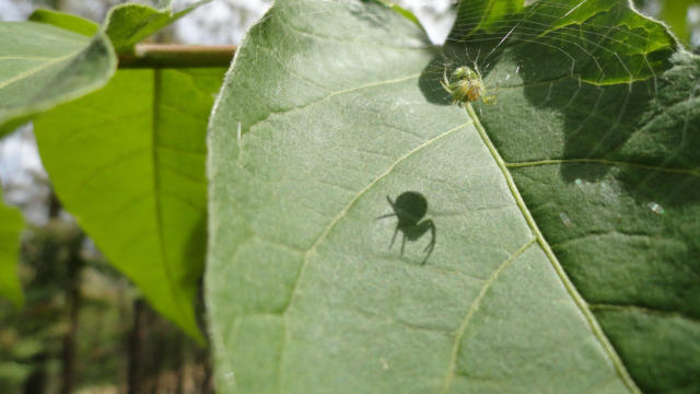 What You Need to Know About Spider Bites in Oklahoma