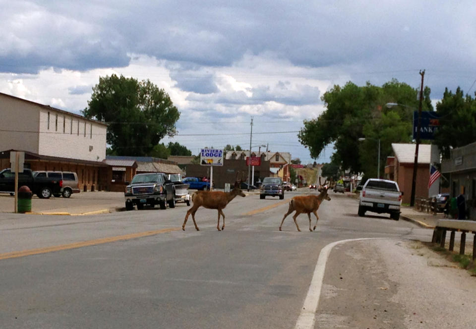 This Aug. 6, 2013 photo shows deer crossing the street in downtown Saratoga, Wyo. Deer often browse on shrubbery and mangle chain-link fences as they leap from yard to yard. Drive slowly and take care not to hit one. (AP Photo/Mead Gruver)