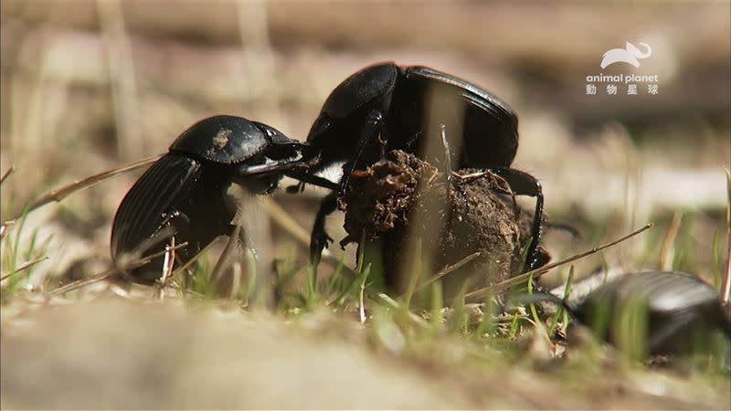 糞甲蟲得靠控制糞球技巧取得求偶育種權力（圖／動物星球頻道提供）