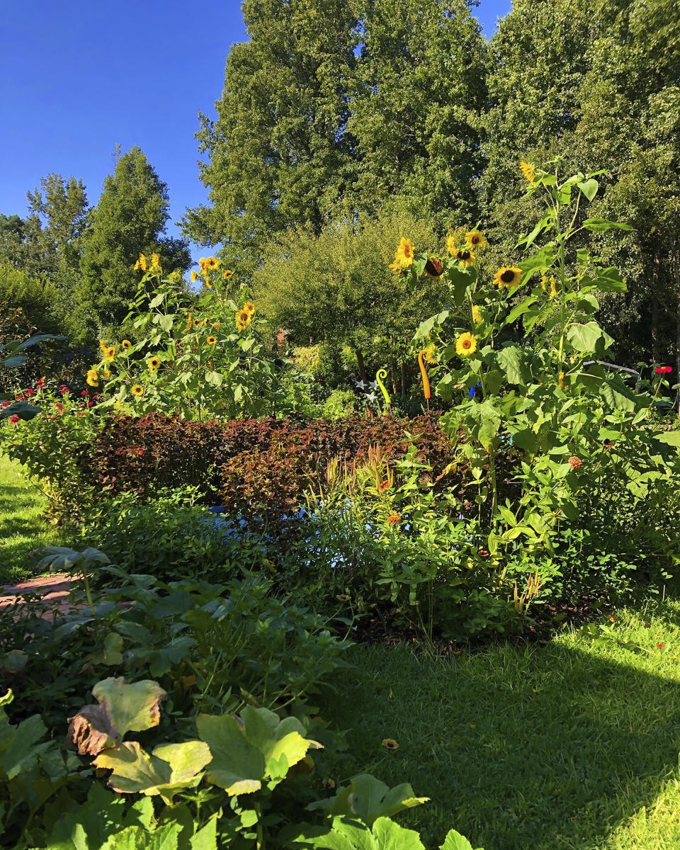 This undated image provided by Brie Arthur shows zucchini and a groundcover of peanuts sharing garden space with ornamental plants like coleus, sunflowers and butterfly weed in Fuquay-Varina, North Carolina. (Brie Arthur via AP)