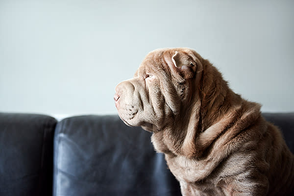 Shar Pei