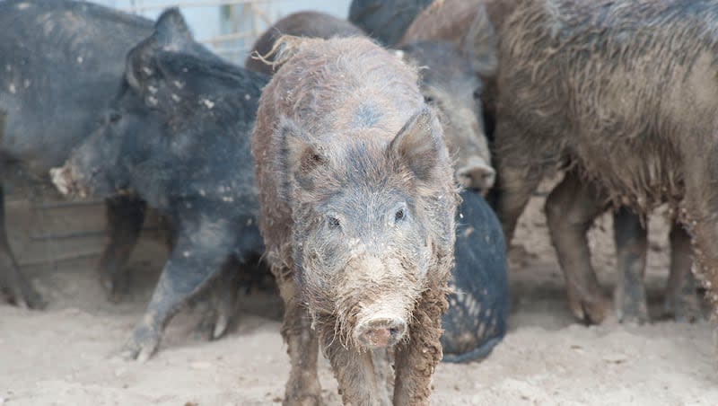 Swine are pictured in mud. According to the U.S. Department of Agriculture, hogs cause approximately $2.5 billion in agricultural damages each year.