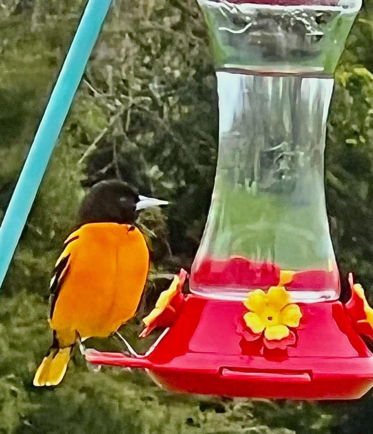 A Baltimore oriole stopped off at a bird feeder in Portsmouth.