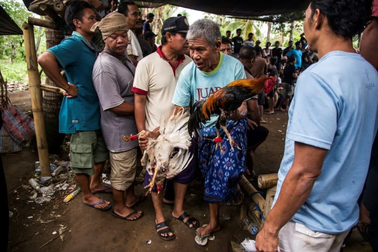 Cockfighting -- the sole source of income for some men -- cuts a sharp contrast with tranquil images of the island as a palm-fringed paradise. But it dovetails with centuries-old traditions of Balinese Hinduism in the mostly-Muslim archipelago
