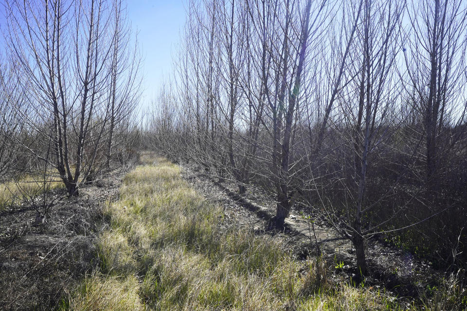 Fremont cottonwood trees are planted in rows seen in the the Dos Rios Ranch Preserve in Modesto, Calif., on Wednesday, Feb. 16, 2022. The nonprofit River Partners has planted multiple types of native trees and shrubs on the property that used to be a dairy farm, to restore it to a more traditional riverside habitat. (AP Photo/Rich Pedroncelli)