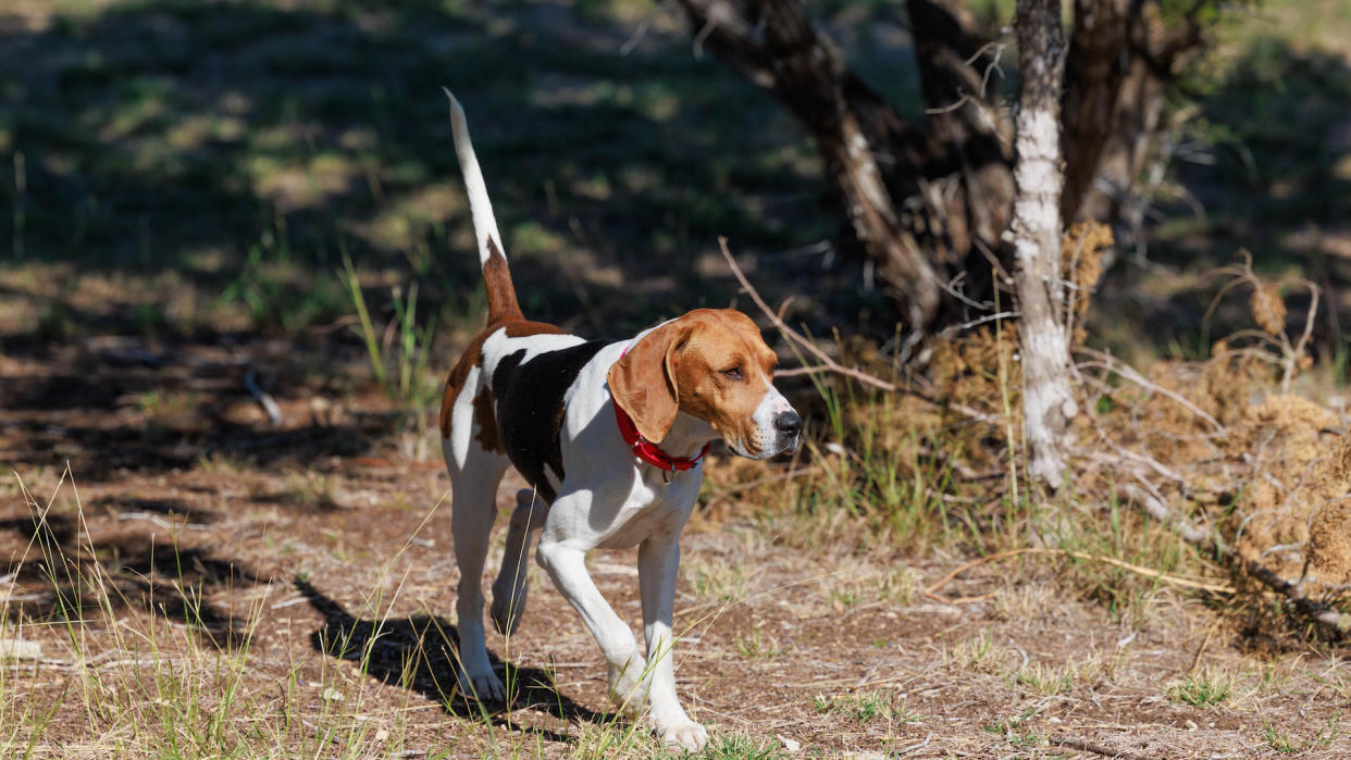 American foxhound trotting through woodland