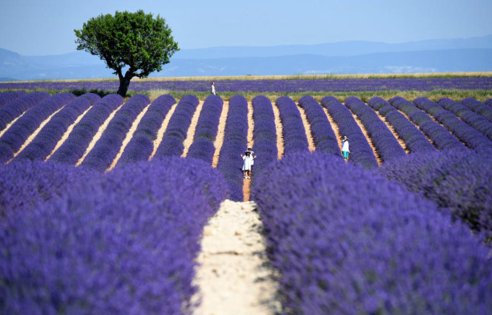 Lavender fields of southern France in full bloom