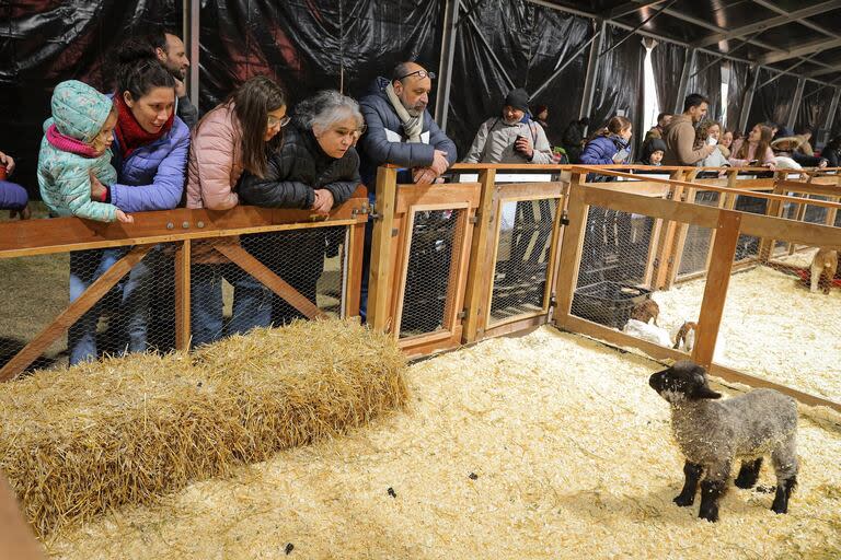 Los chicos se sorprenden al ver crías de ovejas en La Ganaderita