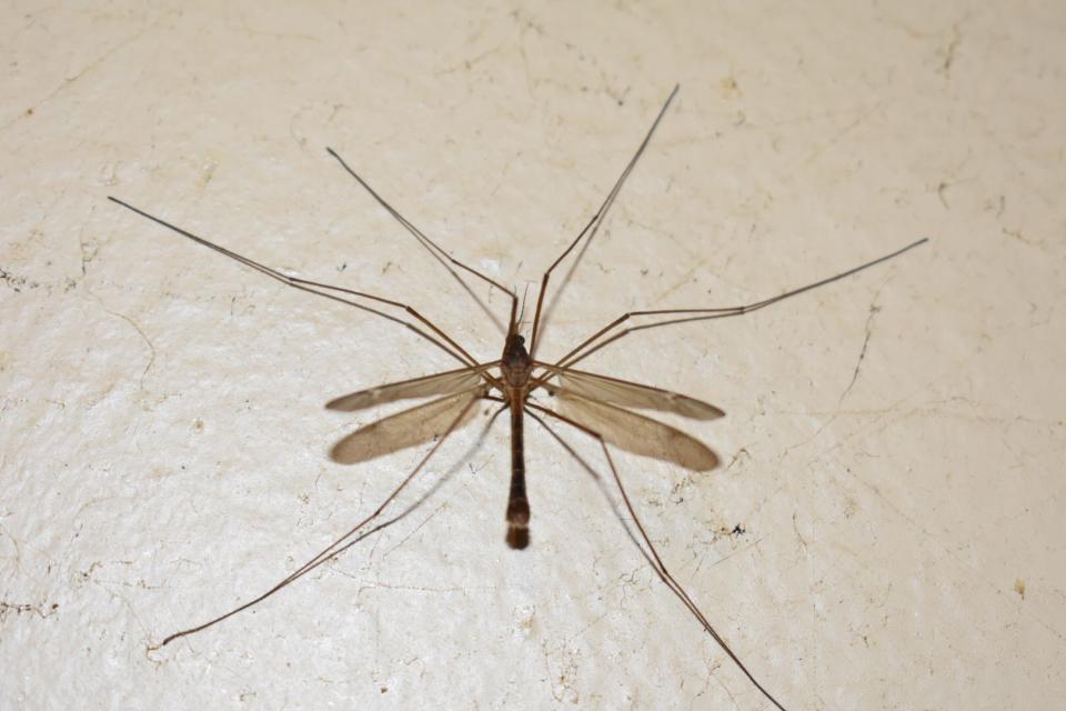 A crane fly, often mistaken for a giant mosquito, loiters in Ventura. The insects neither bite nor hunt mosquitoes.
