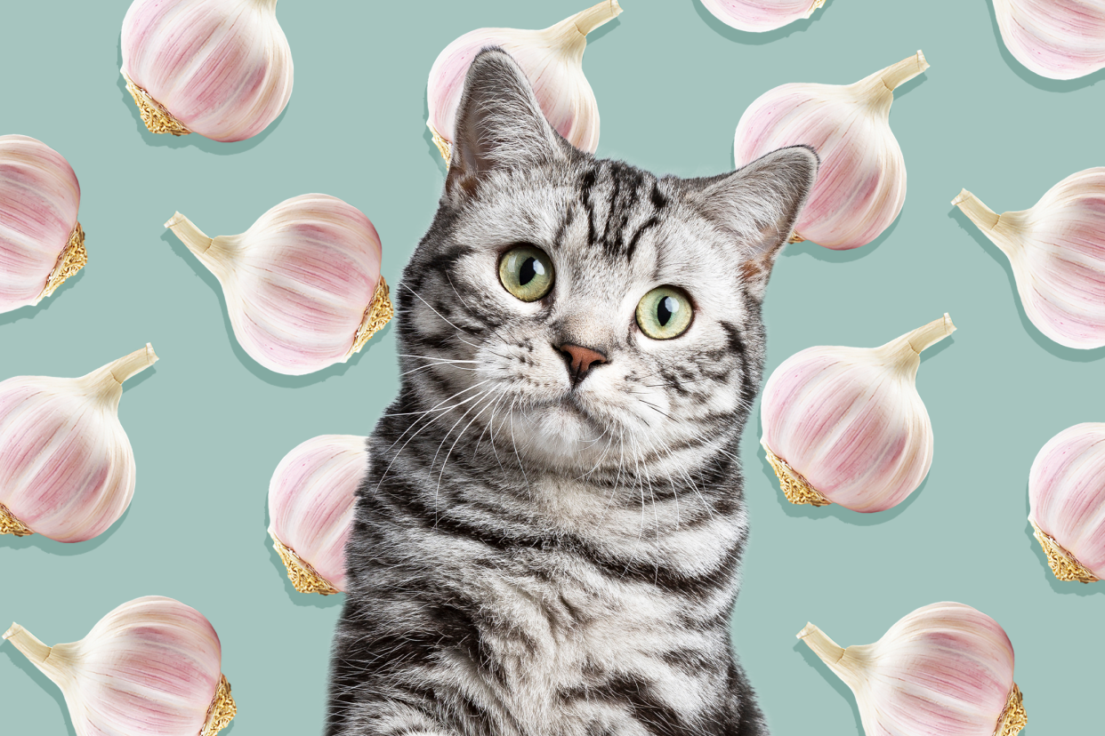 cat with garlic bulbs in background; cat cats eat garlic?