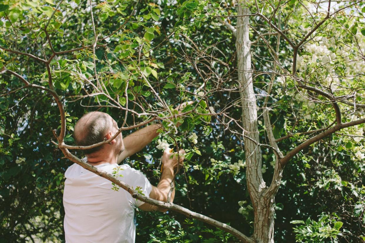 tree trimming