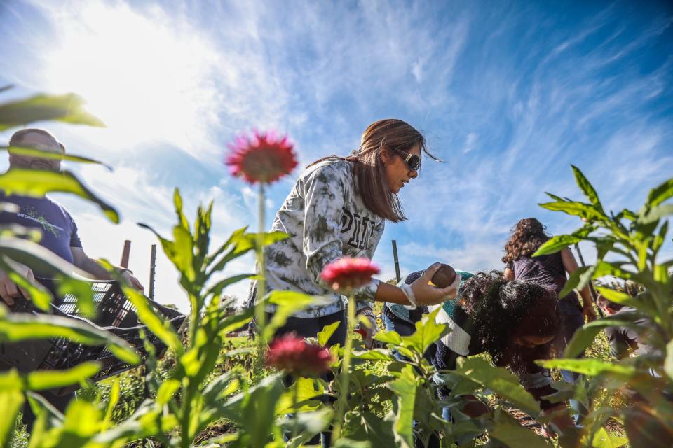 Amina Alnaji, of Commerce Township, picks eggplant off the vine while volunteering with United Wholesale Mortgage, at The Farm at Saint Joseph Mercy Health System in Pontiac on Oct. 19, 2021. St. Joseph Mercy Health System came up with the idea for The Farm while looking for new and innovative ways to improve health and wellness in the community and saw a solution by improving access to the first farm at St Joe's Ann Arbor. That served as the model for St Joe's Oakland, where the program took advantage of the removal of the north tower.