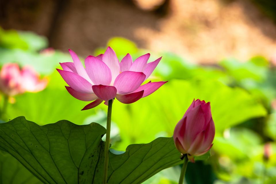 台南白河蓮花（圖片來源：Getty Creative）