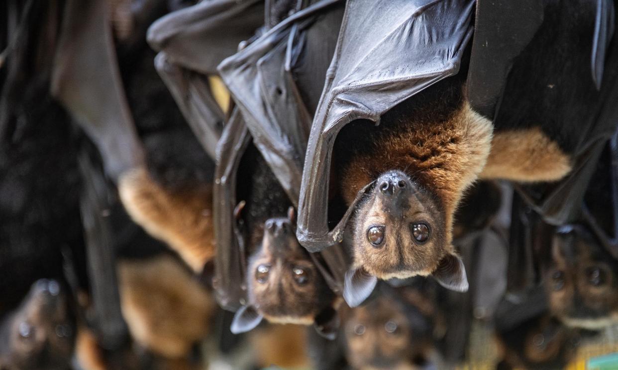 <span> A hanging offence … fruit bats are often electrocuted when they land on power lines.</span><span>Photograph: Brian Cassey/The Guardian</span>