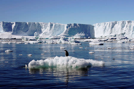 An Adelie penguin stands atop a block of melting ice near the French station at Dumont dÌUrville in East Antarctica January 23, 2010. REUTERS/Pauline Askin