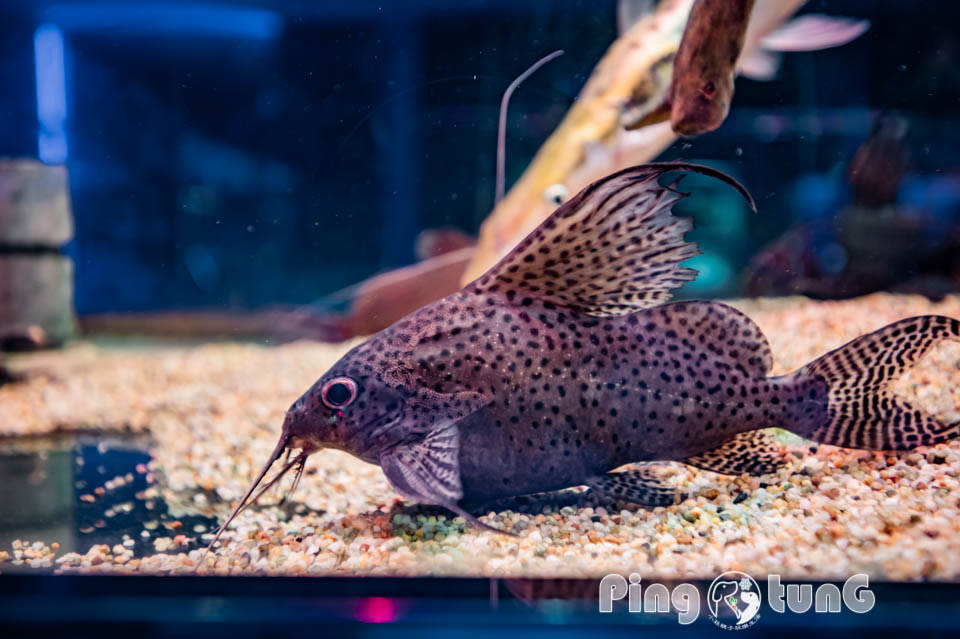 屏東農業科技園區觀賞水族展示廳