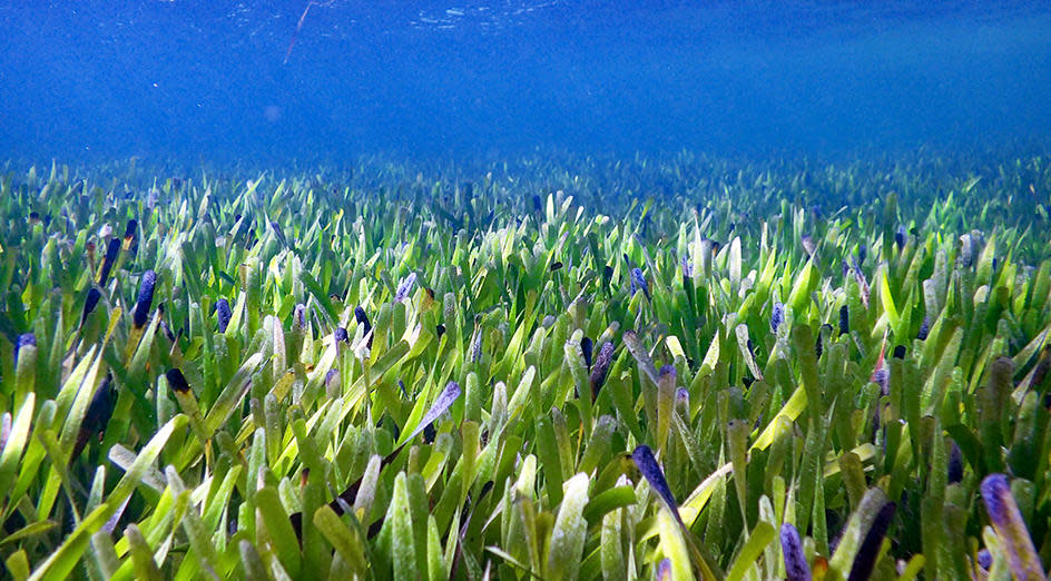 The seagrass Posidonia australis.  / Credit: Rachel Austin via UWA