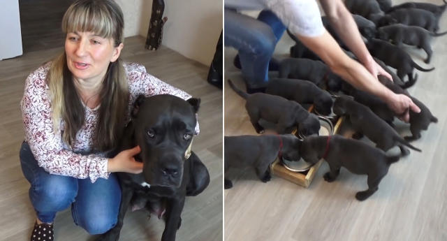 Laughter As Huge Male Cane Corso Unimpressed With Lively Litter Of Puppies