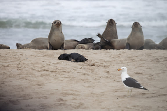 A kelp gull approaches a sleeping juvenile seal on the beach at Pelican Point in Namibia.