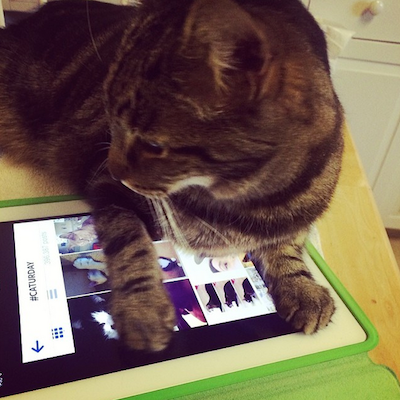 Cat on an iPad, looking at pictures of cats