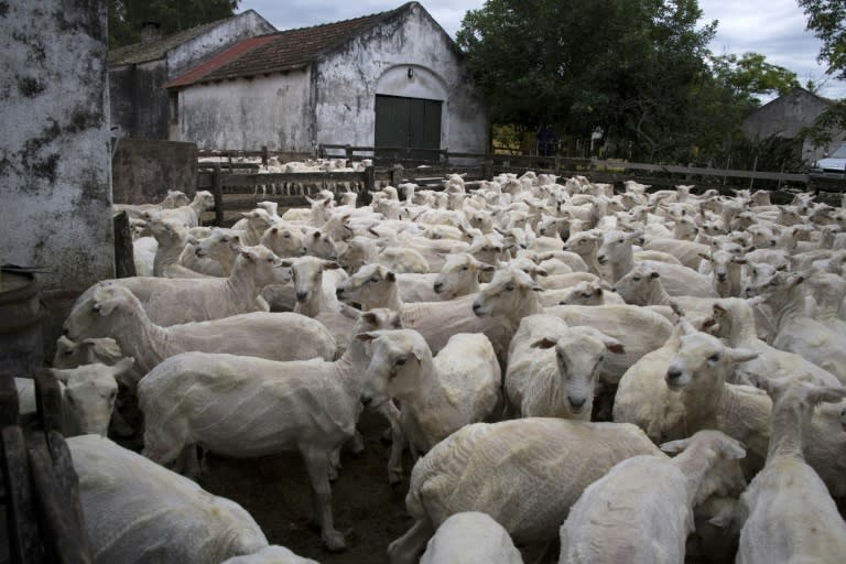 Sheep in Uruguay, unlike those in Australia and New Zealand, are not subjected to mulesing, a technique used to prevent flystrike, but which activists say is inhumane