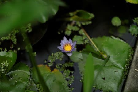 A flowering water lily is seen in a greenhouse at the botanical garden in Caracas, Venezuela July 9, 2018. Picture taken July 9, 2018. REUTERS/Marco Bello
