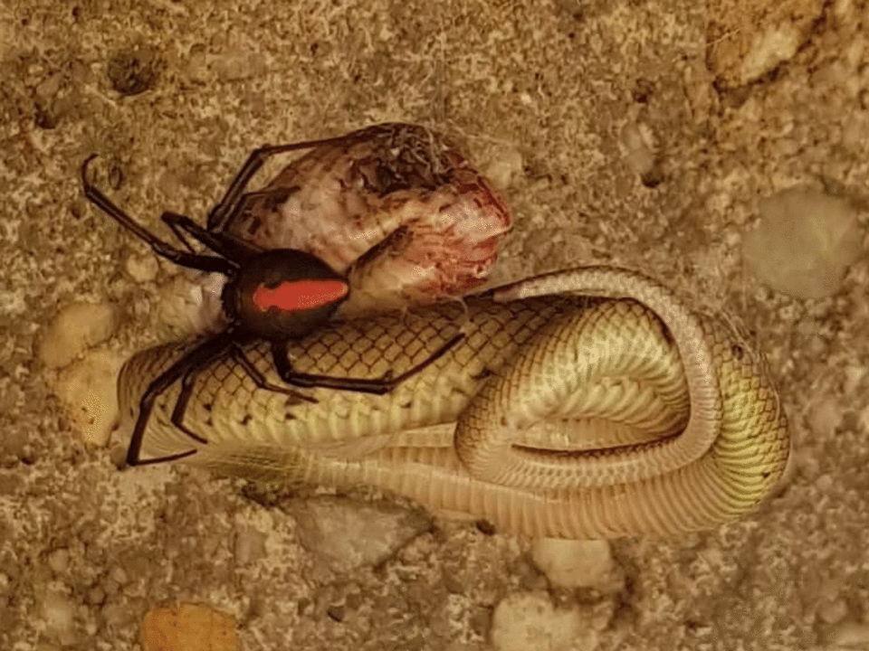 Redback spiders have been known to prey on small lizards and snakes on occasion. Photo: Facebook/ <span class="fwn fcg"><span class="fwb fcg">Robyn McLennan</span></span>