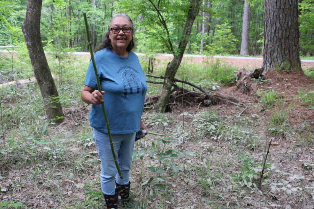 Rose Fisher Greer, one of the only basket weavers left in the Jena Band of Choctaw Indians, holds a piece of river cane in Louisiana’s Kisatchie National Forest