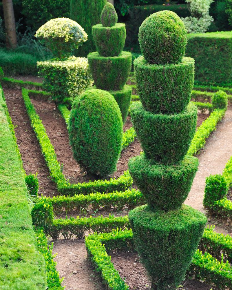 In vogue: before exoticism French and Italian-inspired topiary like this ornamental madeira was fashionable.