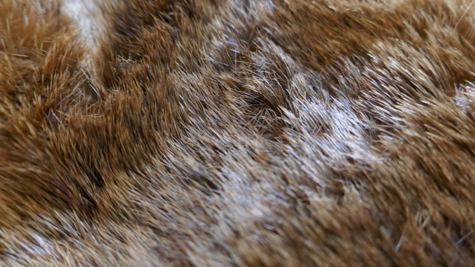 Since hairs in fur are packed densely, they brush against each other and don’t always move individually. <a href="https://www.gettyimages.com/detail/photo/otter-fur-close-up-royalty-free-image/691551942?phrase=fur%2Bup%2Bclose%2Botter" rel="nofollow noopener" target="_blank" data-ylk="slk:Hailshadow/iStock via Getty Images Plus;elm:context_link;itc:0;sec:content-canvas" class="link ">Hailshadow/iStock via Getty Images Plus</a>