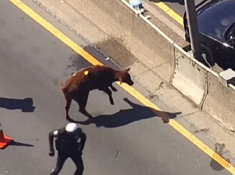 Calf who escaped from slaughterhouse and ran for freedom down a motorway is rehomed in animal sanctuary