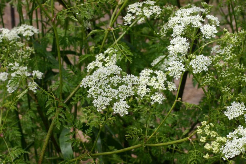 Poison hemlock is seen in bloom in this file photo.