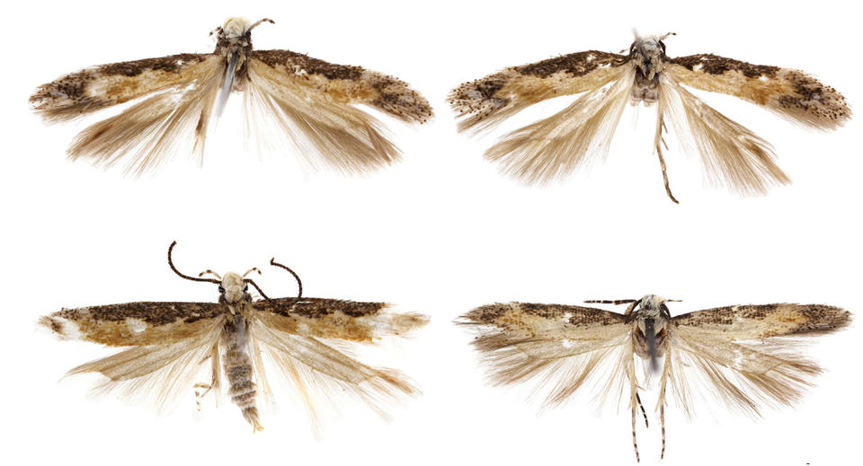 Distinctive wing patterns, genetic evidence and genital shape identified <i>Neopalpa donaldtrumpi</i> as a new species. <cite>Vazrick Nazari</cite>