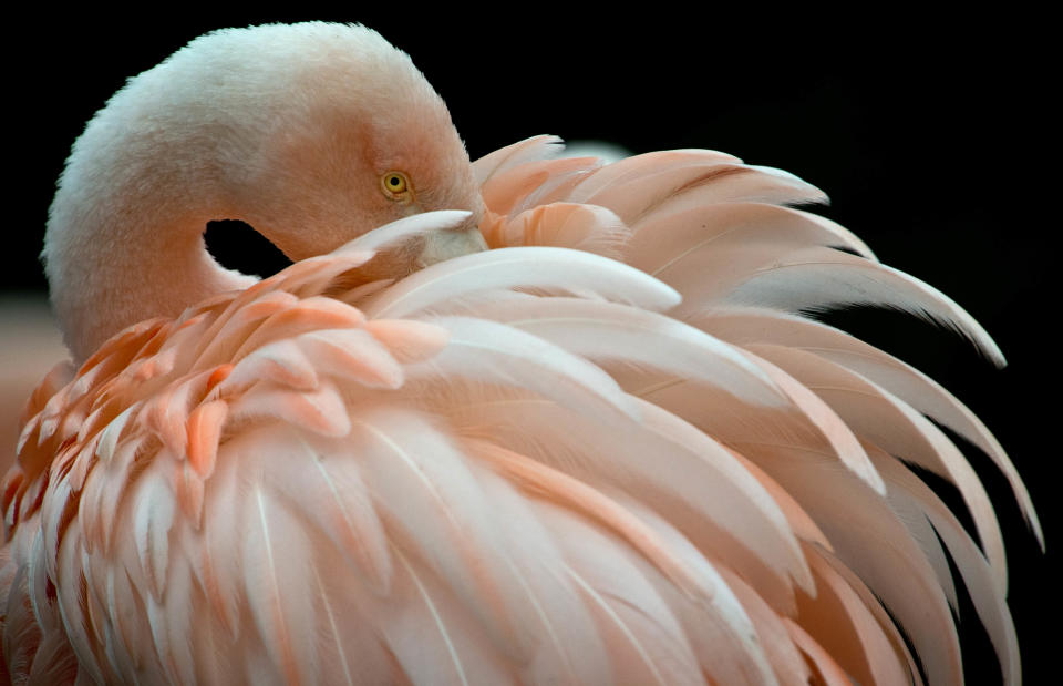 FILE - In this Jan. 22, 2014 file photo a flamingo braves the low temperatures at the zoo in Frankfurt, central Germany. German police are hunting a killer responsible for the death of 15 flamingos at Frankfurt Zoo, some of which were beheaded as they slept. The culprit, or culprits, struck twice, both times at night. Keepers found nine of the long-necked, pink birds dead in their enclosure on Friday, March 21, 2014 and another six Saturday, March 22, 2014. (AP Photo/dpa, Boris Roessler, File)