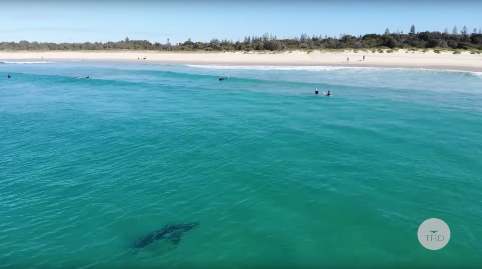 A great white shark is seen at Tuncurry Beach not far from the shore. People are seen on surfboards nearby.