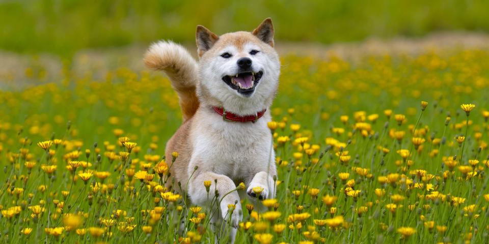 shiba inu