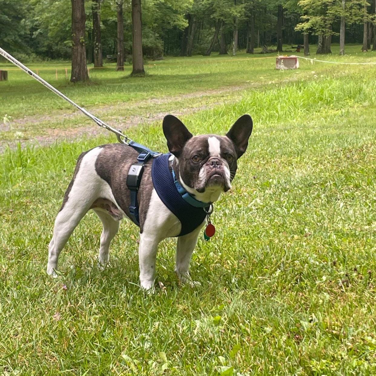 A brown-and-white male French bulldog that was allegedly abandoned by its owner at the Pittsburgh International Airport is doing well in foster care and is up for adoption.