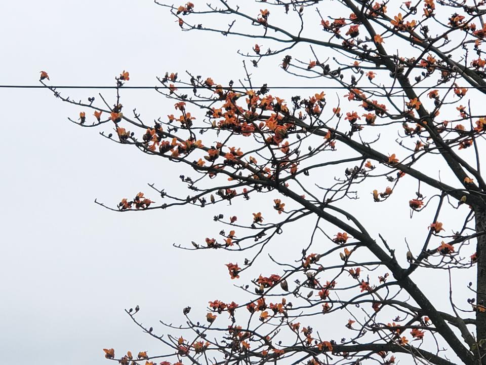 ▲新北景觀處表示，木棉花的花語：「珍惜你身邊的人，珍惜你眼前的幸福」，下次看到木棉花時，別忘了提醒自己應該好好珍惜身旁的人、事、物。（圖/新北市環境景觀處提供）