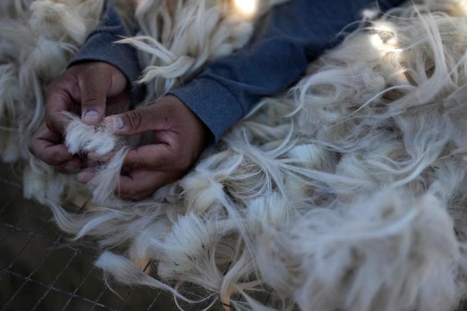 Her fleece reaches the ground and will be sheared, other than which she is said to be in “good bodily condition” (Copyright 2023 The Associated Press. All rights reserved.)