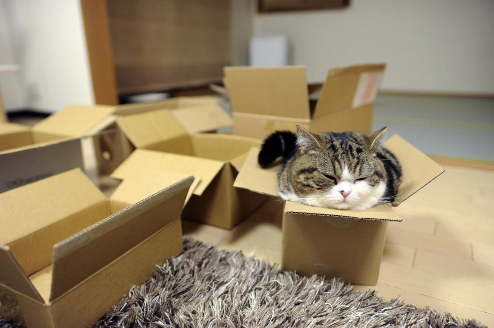 In this May 2011 photo provided by mugumogu, Scottish fold Maru rests in a cardboard box in Japan. After years of viral YouTube viewing and millions of shares, the cat stars of the Internet are coming into their own in lucrative and altruistic ways. Roly poly Maru, the megastar in Japan with millions of views for nearly 300 videos since 2007, has three books and a calendar, among other swag for sale. (AP Photo/mugumogu)