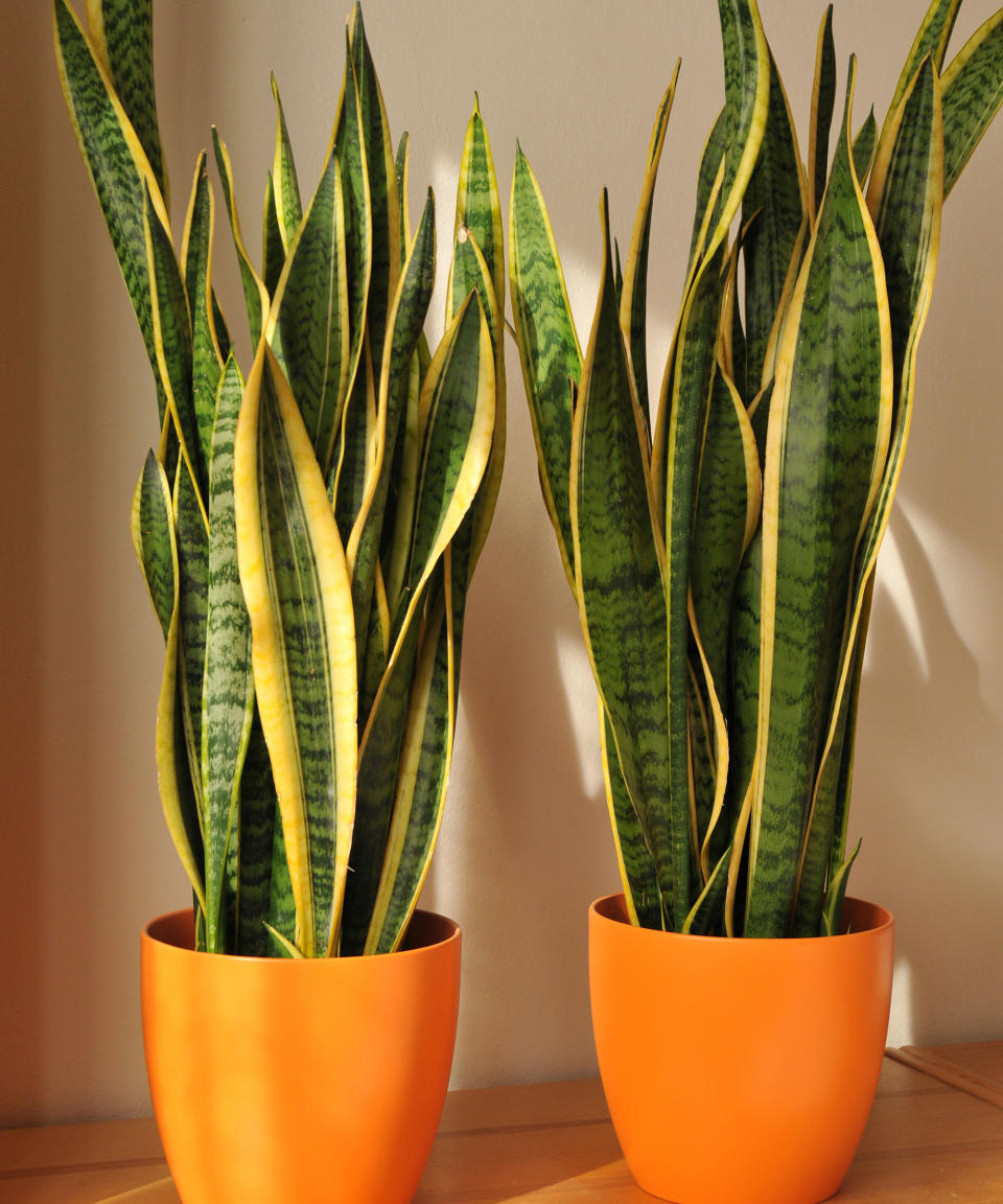 10. Snake plant (Sansevieria trifasciata 'Laurentii')