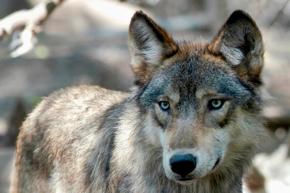 A gray wolf at the Wildlife Science Center in Forest Lake, Minn., July 16, 2004. The Biden administration said Wednesday, Sept. 15, 2021, that federal protections may need to be restored for gray wolves in the western U.S. after Republican-backed state laws made it much easier to kill the predators.
